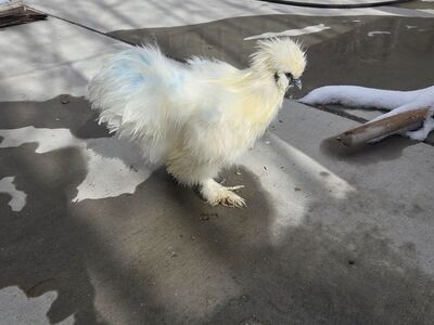 2 silkie roosters