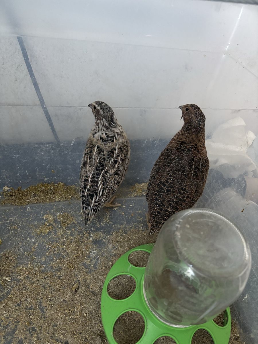2 Live Coturnix Quail - Male - Local Pickup Only