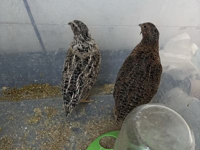 2 Live Coturnix Quail - Male - Local Pickup Only