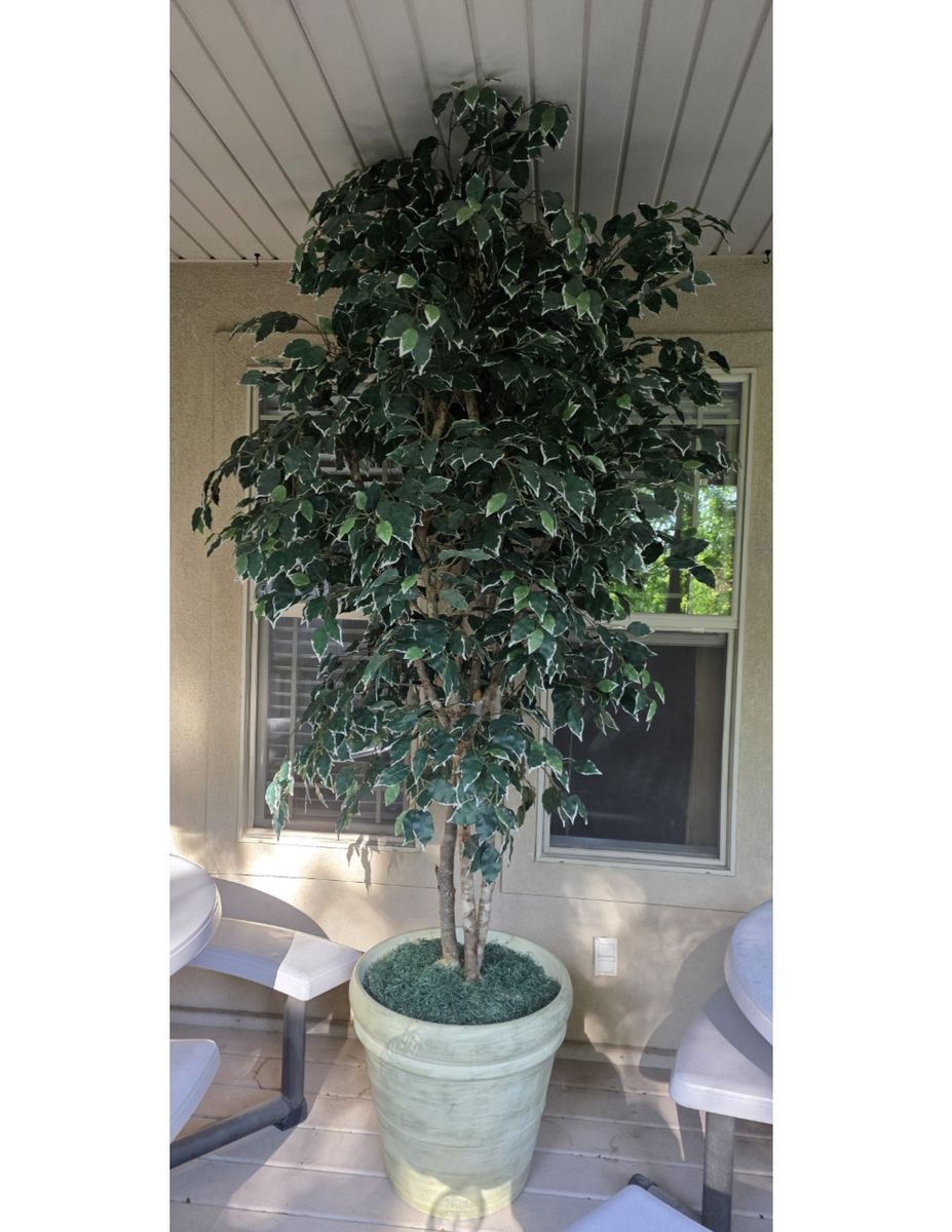 Ficus Tree 8 foot with cream ceramic pot