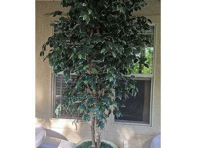 Ficus Tree 8 foot with cream ceramic pot