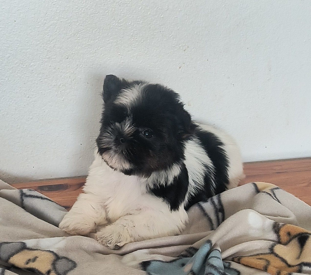 Adorable Tiny Parti Yorkie Puppy  (Yorkshire Terrier)