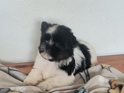 Adorable Tiny Parti Yorkie Puppy (Yorkshire Terrier)