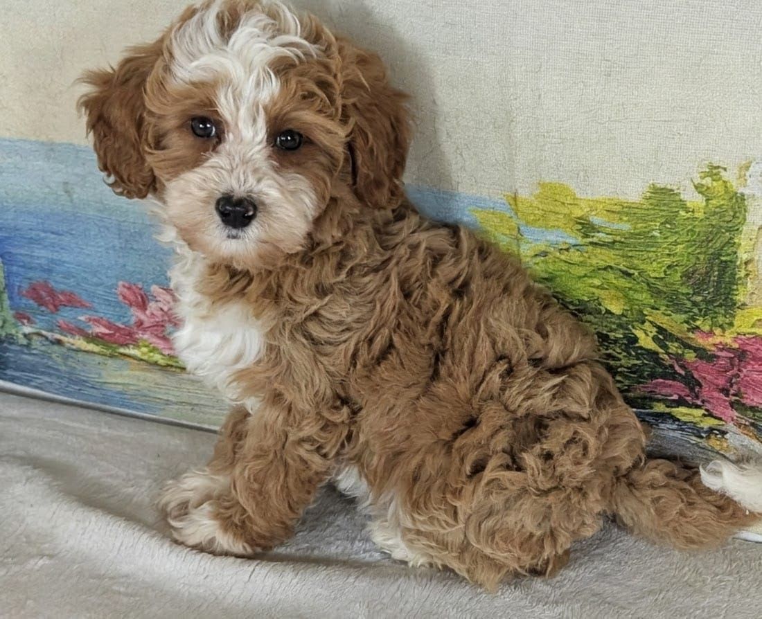 Sweet Girl Mango – Micro Bernedoodle Love