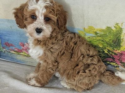 Sweet Girl Mango – Micro Bernedoodle Love