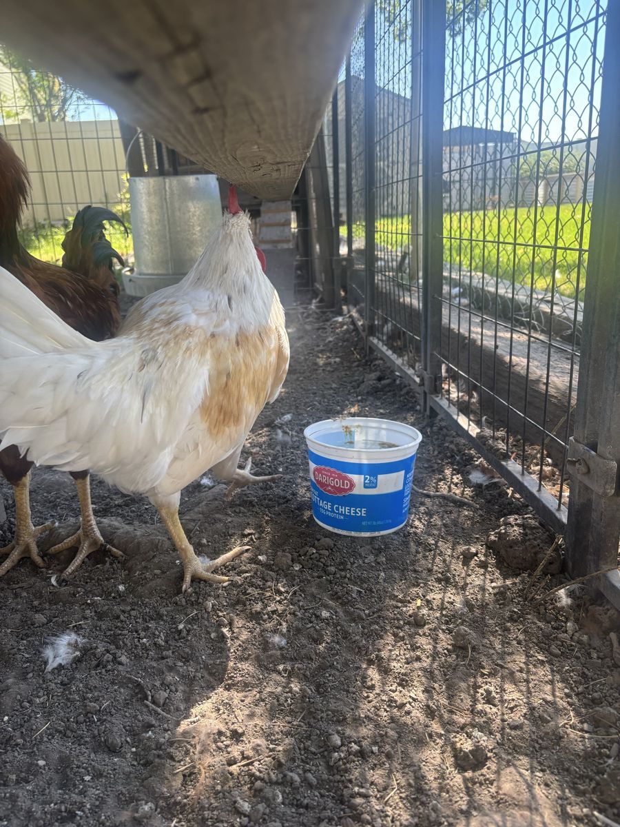 Rooster