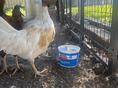 Rooster