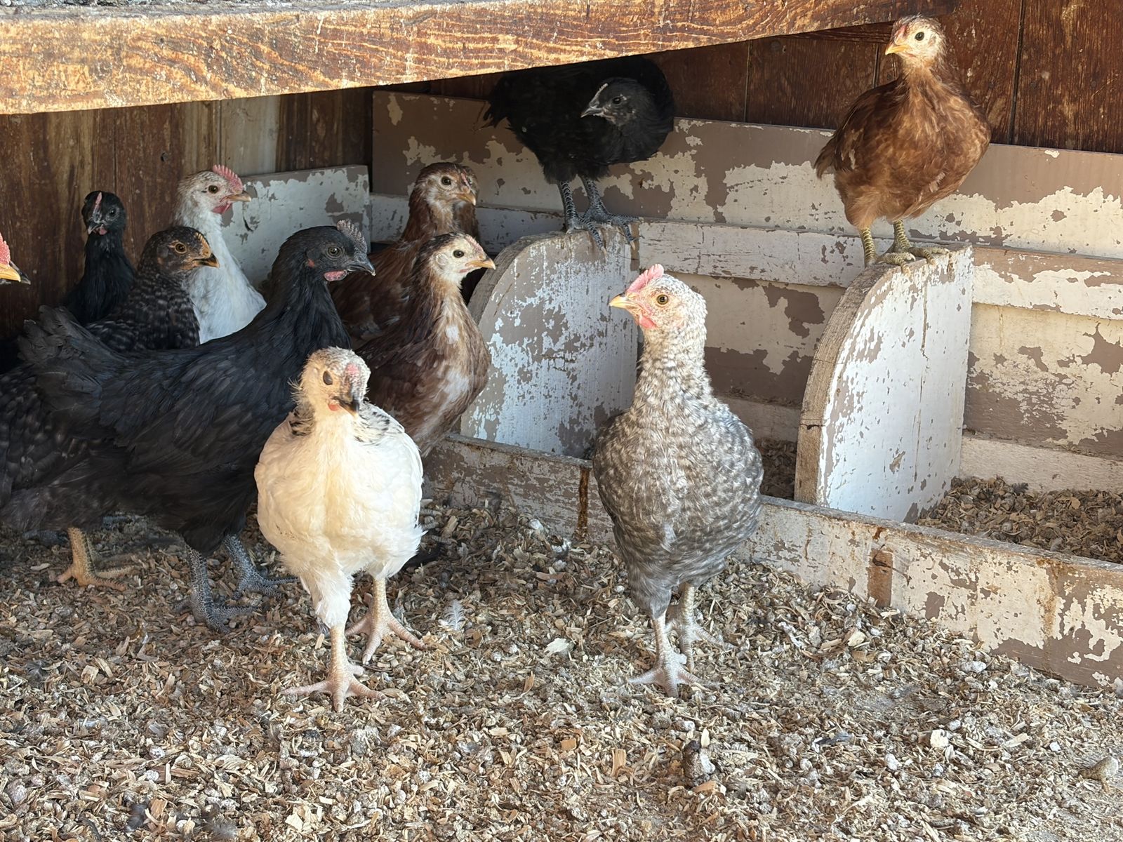 Straight Run 6 Week Chicks