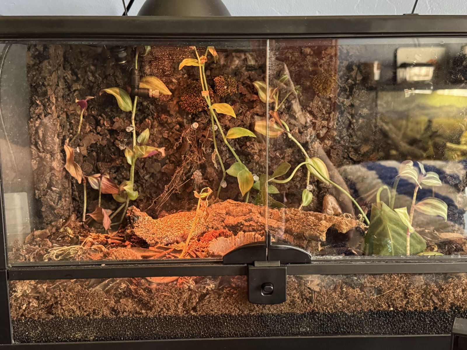 Lizard terrarium