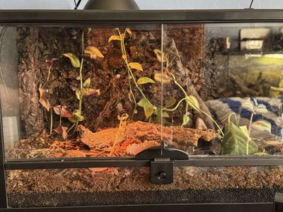 Lizard terrarium