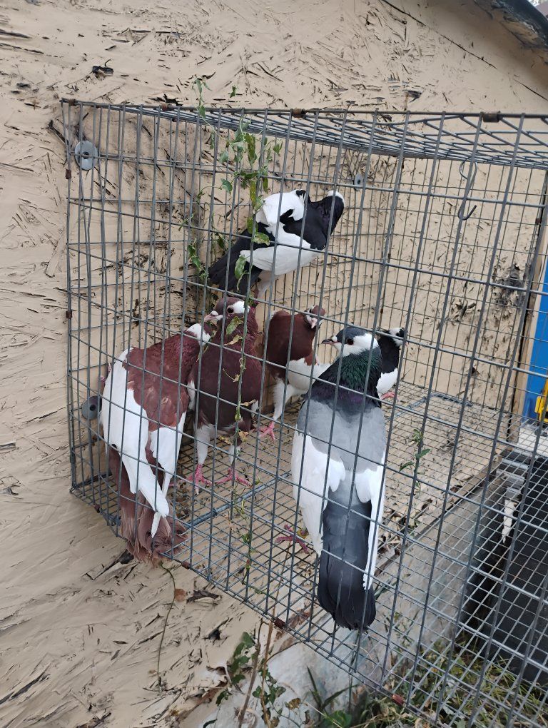 English Pouter pigeon 