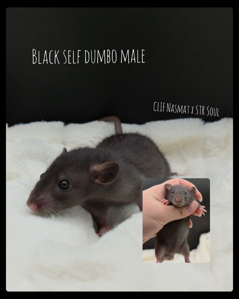 Main image 2