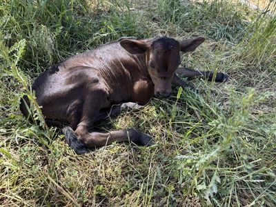 Pro cross bull calf (dairy beef) cross