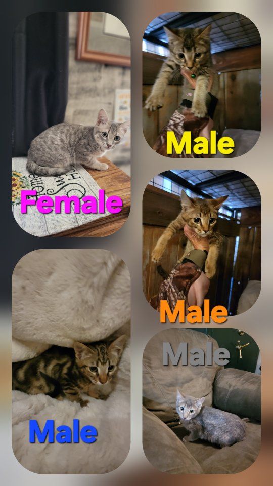 CHAVANNA LYNX KITTENS 
HYPOALLERGENIC 

Male kittens 800.00
Female 1,000. 
16 WEEKS OLD ALL SHOT AND WORMED