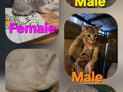 CHAVANNA LYNX KITTENS
HYPOALLERGENIC
Male kittens 800.00
Female 1,000.
16 WEEKS OLD ALL SHOT AND WORMED