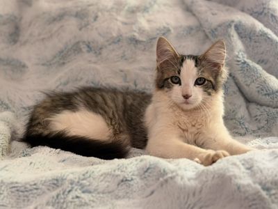 Handsome Long-Haired Male Kitten
