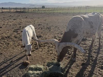 Calf