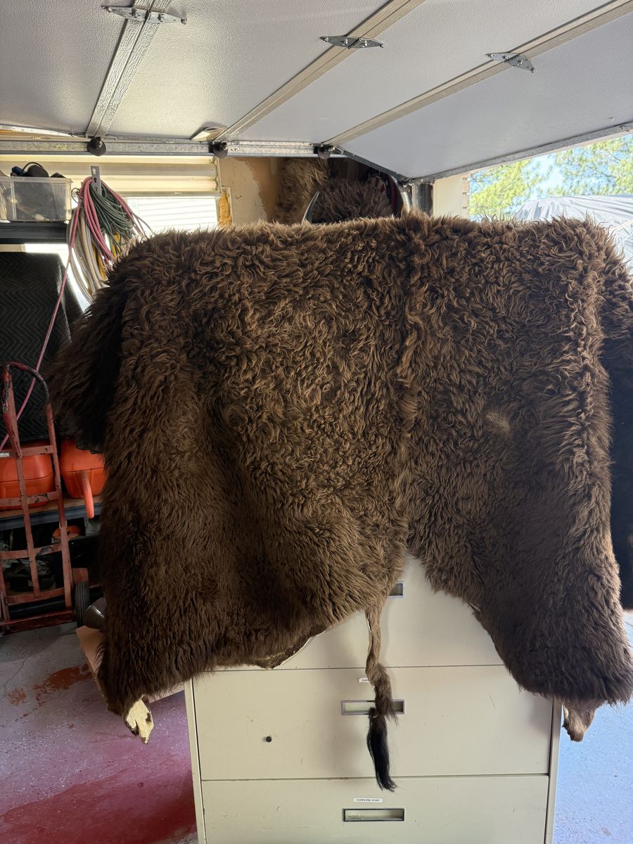 Buffalo head and robe