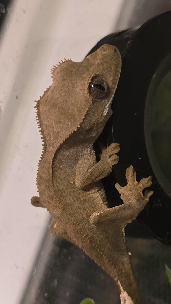 Crested Gecko Baby