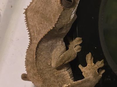 Crested Gecko Baby