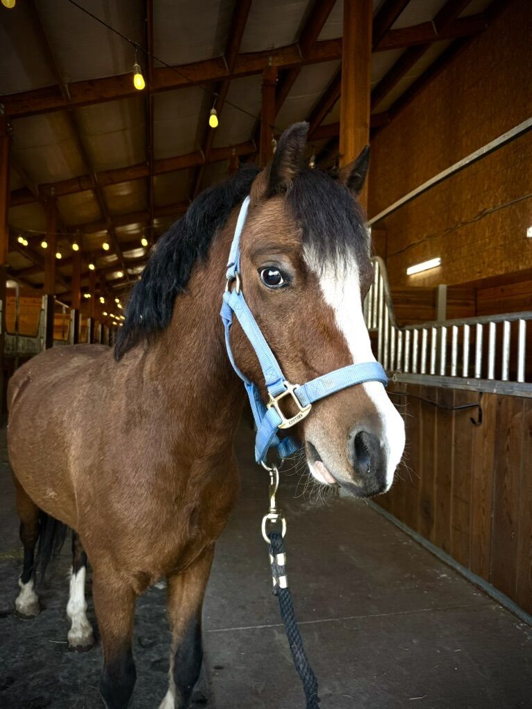 Welsh Pony Gelding