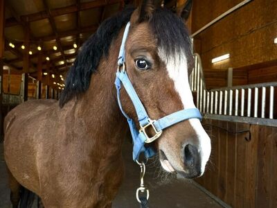 Welsh Pony Gelding