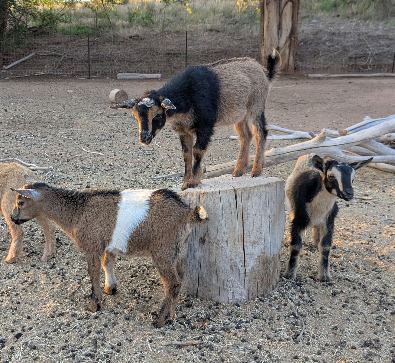 Nigerian Dwarf Goat Bottle Babies / Weanlings
