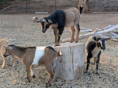 Nigerian Dwarf Goat Bottle Babies / Weanlings