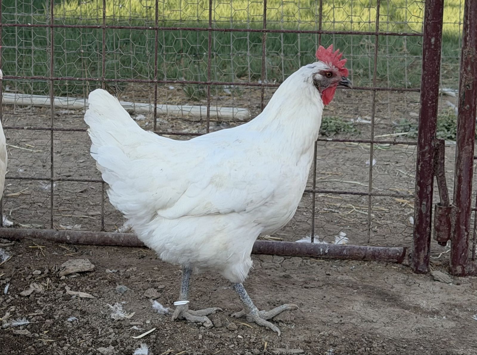 American Bresse Hens