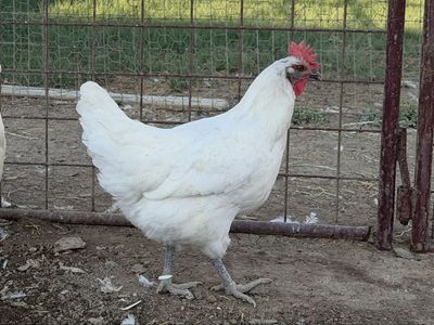 American Bresse Hens