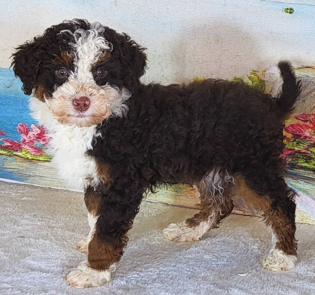 Boy Apple - Micro Bernedoodle $1400
