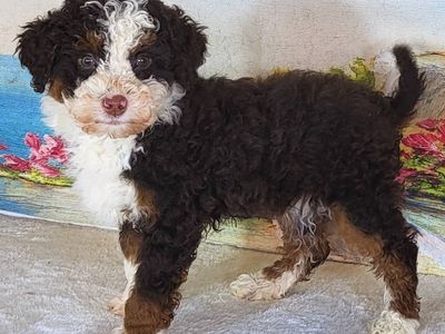 Boy Apple - Micro Bernedoodle $1400