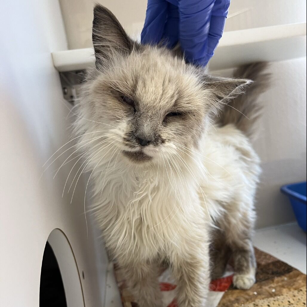 Hello my name is Lima Bean