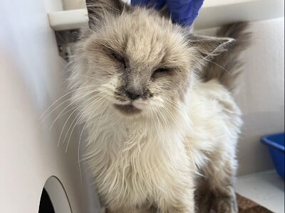 Hello my name is Lima Bean