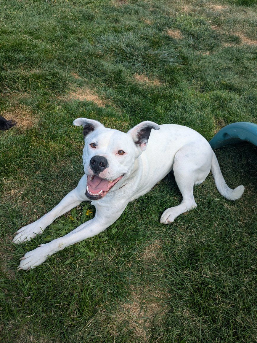 pitbull husky mix