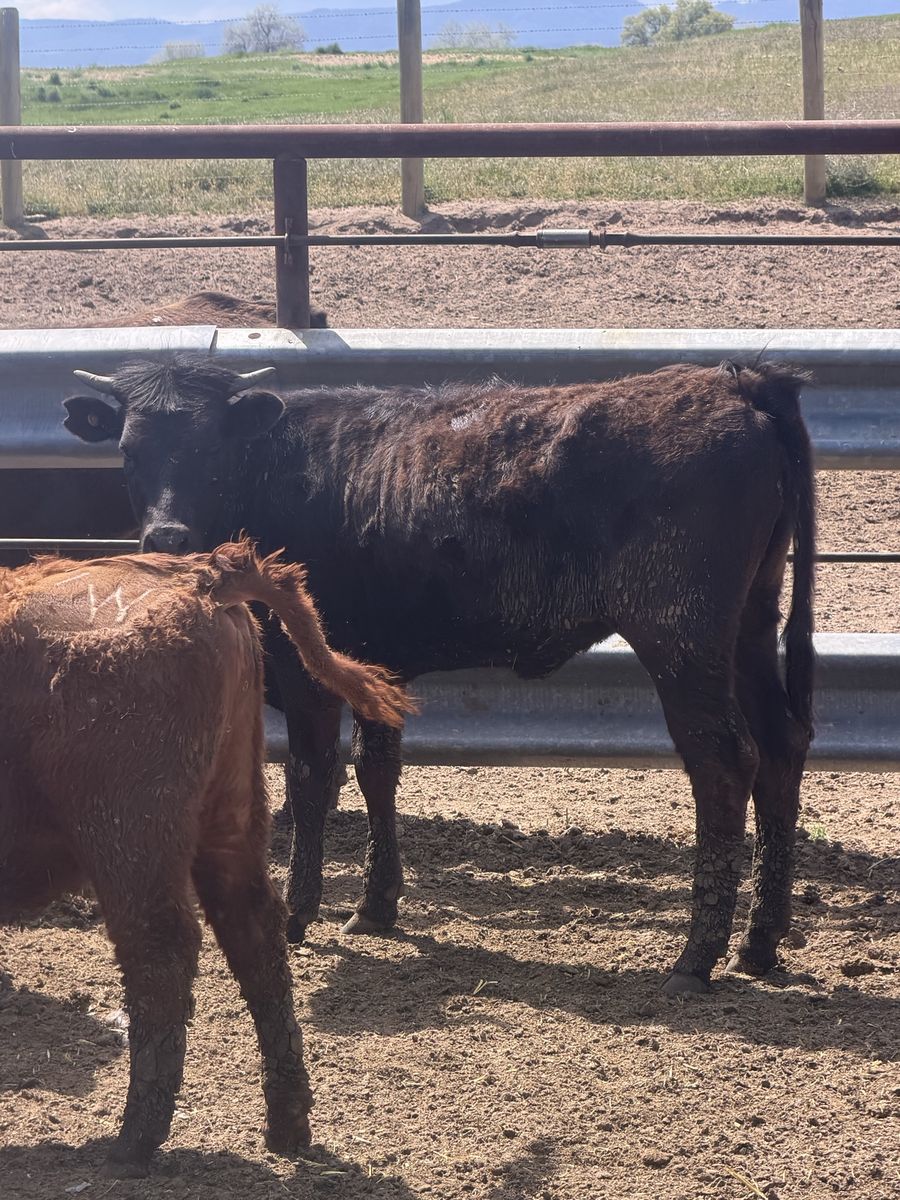 Angus / corriente cross heifer
