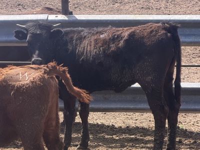 Angus / corriente cross heifer
