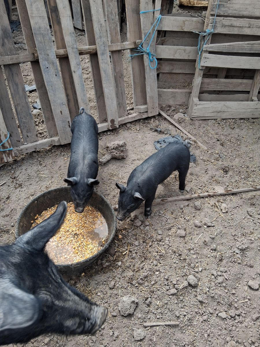 2 Pigs (females)