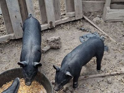 2 Pigs (females)