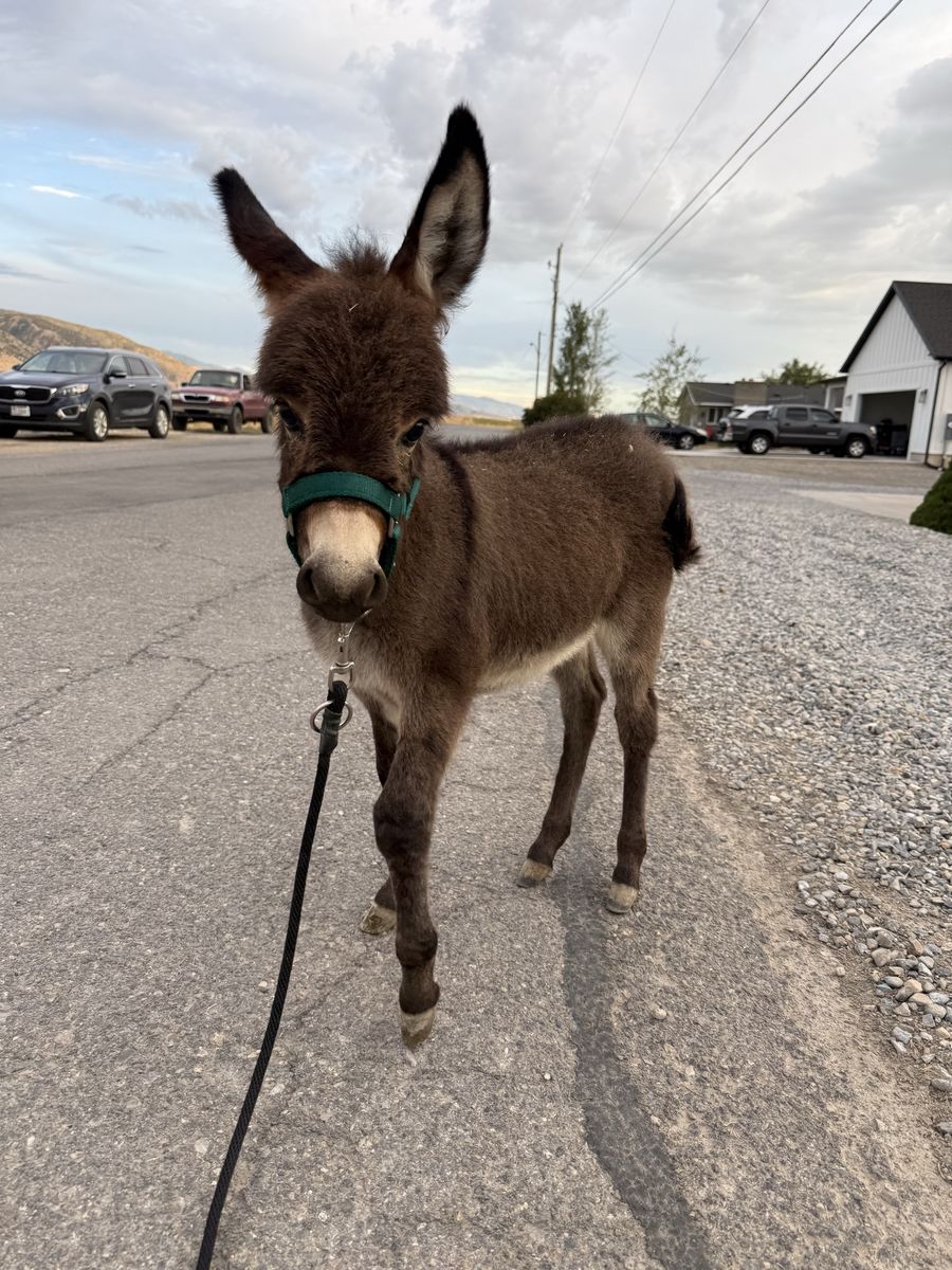 Mini jack foal