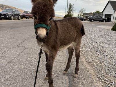 Mini jack foal