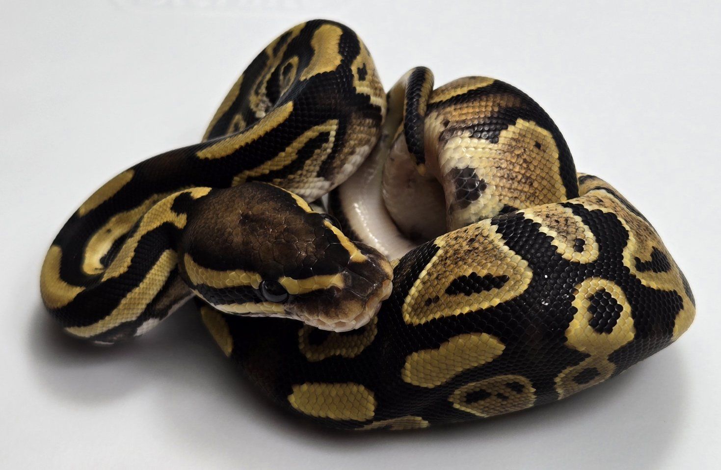 2026 Baby Ball Python Male