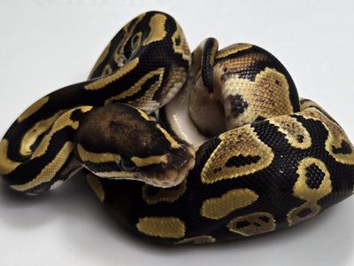 2026 Baby Ball Python Male