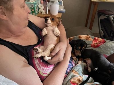 Dachshund Puppies