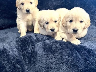 AKC golden retriever english puppies