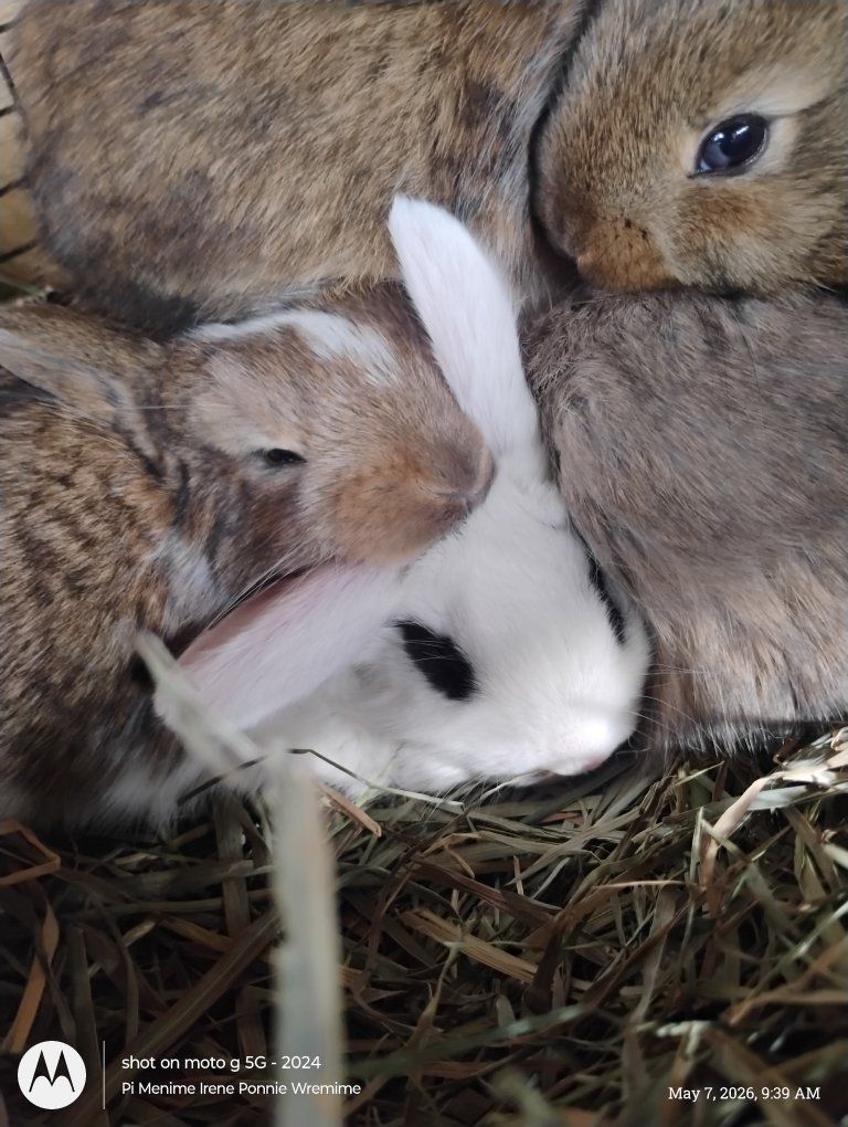 bunnies for sale $10