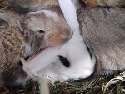 bunnies for sale $10