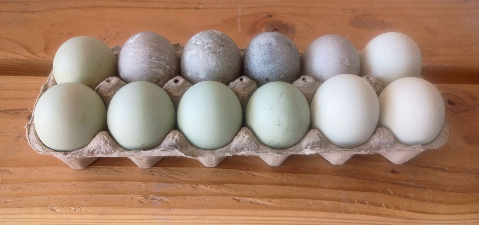 Free Range Duck Eggs