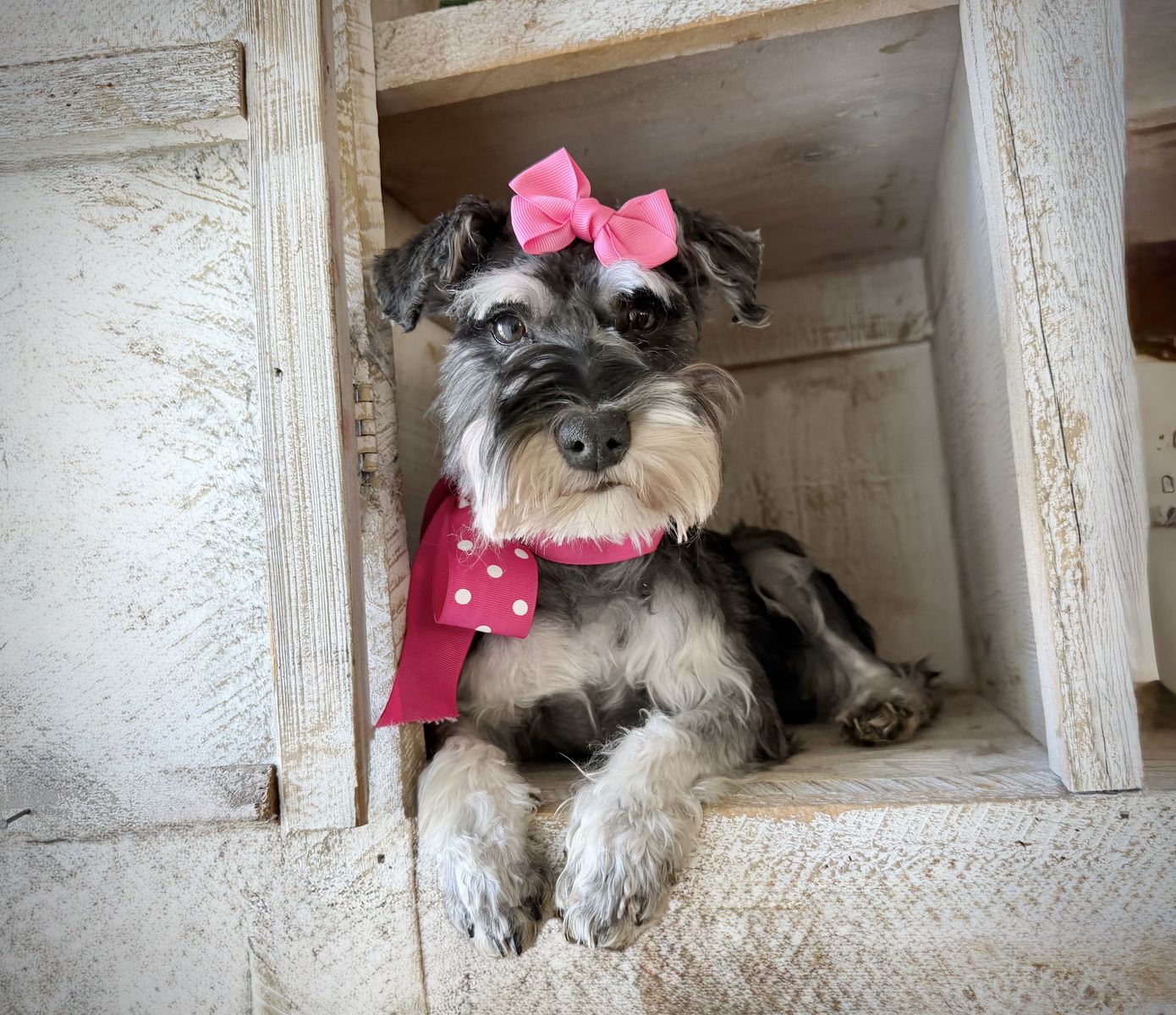 Adorable Miniature schnauzer girl