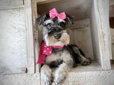 Adorable Miniature schnauzer girl